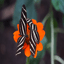 Low-Res Input